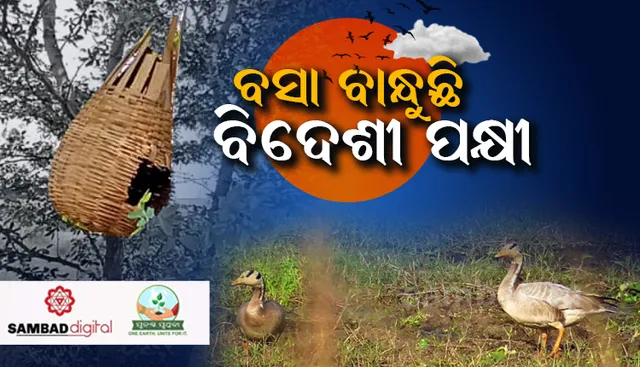 ପରିବେଶବିତ୍‌ଙ୍କ ଦୃଷ୍ଟି ଆକର୍ଷଣ କରିଛି ସିଂହାବଗା; ବସା ବାନ୍ଧୁଛନ୍ତି ବିଦେଶୀ ପକ୍ଷୀ!