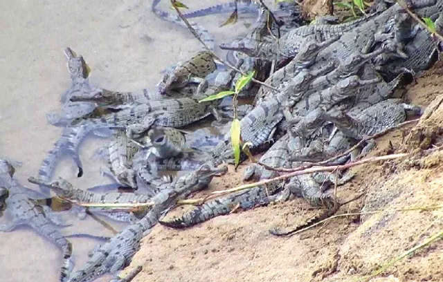 ମହାନଦୀରେ ଜନ୍ମ, ନନ୍ଦନକାନନରେ ବନ୍ଦୀ