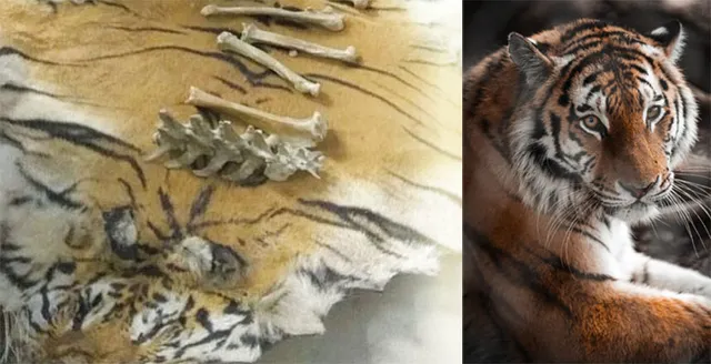 ବନ ବିଭାଗ ପାଉନି: ଶିକାରୀଙ୍କୁ ଜଣା ବାଘ ଠିକଣା, ୪ମାସରେ ଦୁଇ ବାଘଙ୍କୁ ହତ୍ୟା