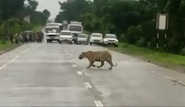 ଟ୍ରାଫିକ ପୁଲିସର ସଙ୍କେତ: ବାଘ ଆସୁଛି, ରହିଯାଅ