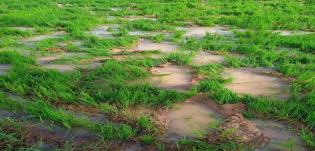 ତଳି କିଆରି ଦଳିଦେଲେ ହାତୀ