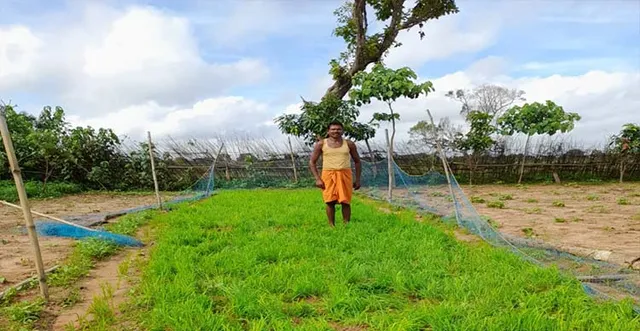 ରୁଟିଶିଳାରେ ହାତୀ ଦଳିଦେଲେ ଧାନତଳି