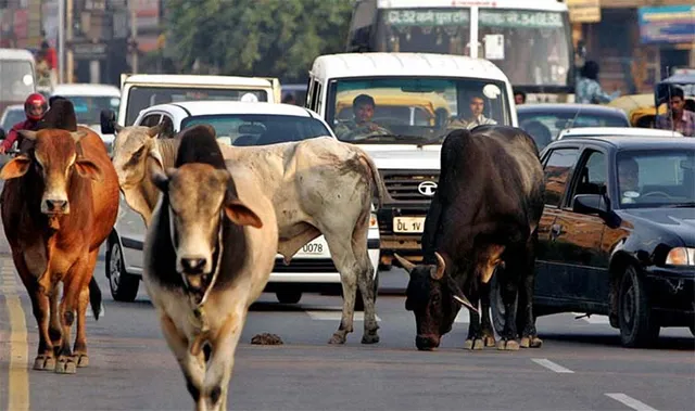 ବିଦ୍ୟୁତ୍‌ ଆଘାତରେ ୫ ଗାଈ ମୃତ