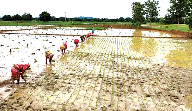 ଜୁଲାଇରେ ଭିଜେଇଲା, ପୁଣି ଶୁଖେଇଲା: ଧାରା ଶ୍ରାବଣରେ ଦାଉ ସାଧିଲାଣି ପ୍ରଚଣ୍ଡ ଖରା