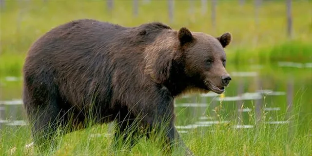 ଭାଲୁ ଆକ୍ରମଣରେ ମହିଳା ଗୁରୁତର