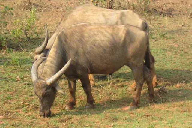 ମଇଁଷିକୁ ଧକ୍କା ଦେଇ ଯୁବକ ମୃତ