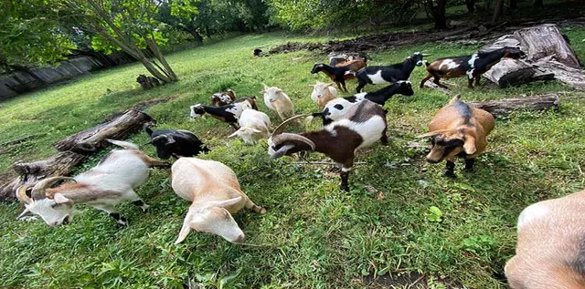 ରଙ୍ଗମାଟିଆ ଗାଁରେ ଛେଳି ମଡ଼କ