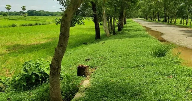 ରାସ୍ତାକଡ଼ରୁ ଗଛକଟା