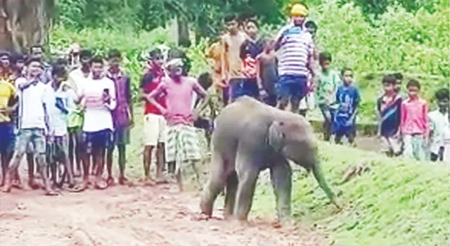 ପଶ୍ଚିମବଙ୍ଗରୁ ବାଟବଣା ହୋଇ ଓଡ଼ିଶାରେ ହାତୀଶାବକ