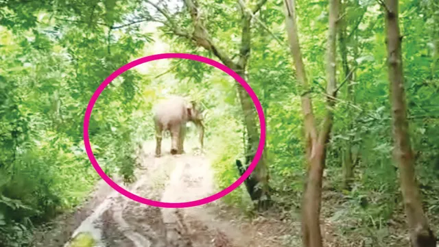 ‘ମଦମସ୍ତ’ ଆହତ ଦନ୍ତାକୁ ନେଇ ବନ ବିଭାଗ ନାକେଦମ୍