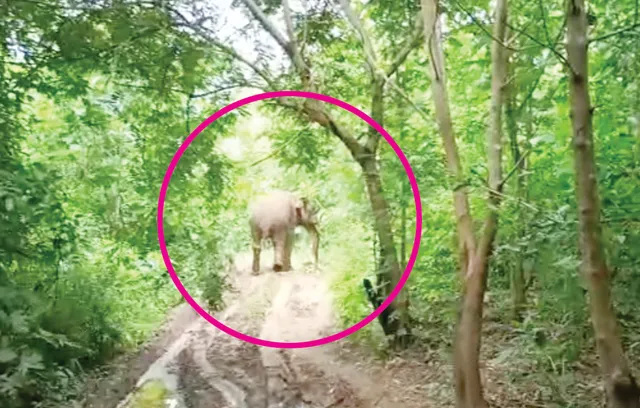 ନୂଆଗଡ଼ ଜଙ୍ଗଲରେ ବୁଲୁଛି ଗୁଳିବିଦ୍ଧ ଦନ୍ତା, ଖୋଜିବା ପାଇଁ ବନ ବିଭାଗ ନାକେଦମ