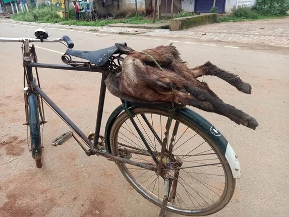 ୩ ଦିନରେ ୮ ଛେଳି ମୃତ, ପ୍ରାଣୀ ଚିକିତ୍ସାଳୟ ପକ୍ଷରୁ ଅବହେଳା ହୋଇଛି କହି ଦାୟୀ କଲେ ଚାଷୀ