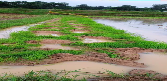 ଧାନତଳି ନଷ୍ଟ କଲେ ହାତୀ