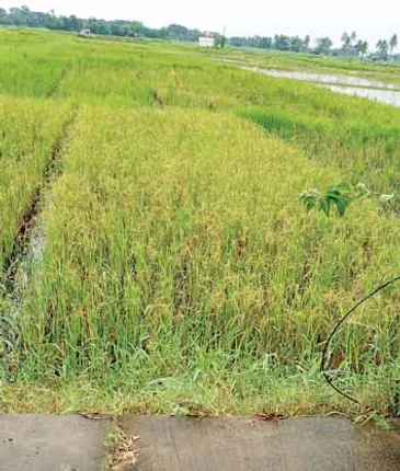 ଜାତୀୟ ଧାନ ଗବେଷଣା ଅନୁଷ୍ଠାନରେ ବିଚିତ୍ର ସ୍ଥିତି, ଟ୍ରାକ୍ଟର୍‌ ଅଭାବରୁ ହୋଇପାରୁନି ହଳ