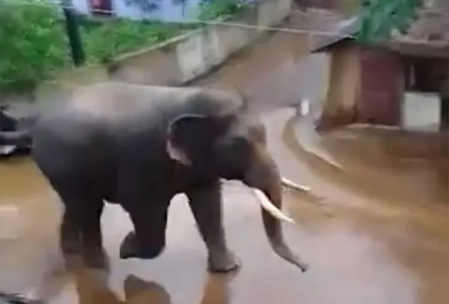 ଗାଁରେ ପଶିଲା ହାତୀ