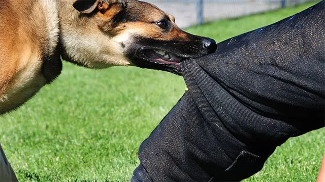 ପାଗଳ କୁକୁର କାମୁଡ଼ାରେ ୬ ଆହତ