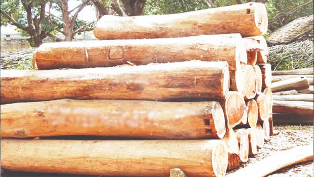 ଚୋରାରେ ଚାଲିଛି ୨୫୦ କରତକଳ, ଜଙ୍ଗଲ ଭିତରେ ହୋଇଛି ବିଦ୍ୟୁତ୍‌ ସଂଯୋଗ