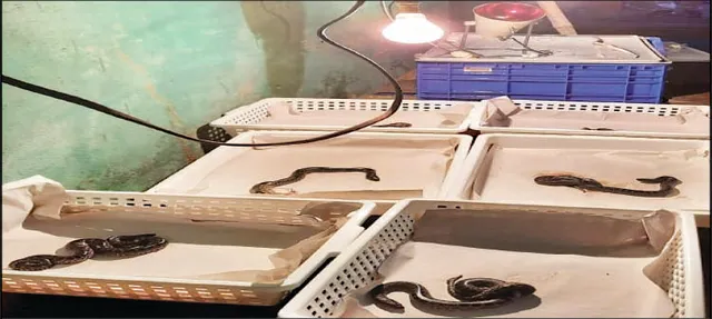 ଦିନକରେ ଜନ୍ମ ନେଲେ ୮ ହଳଦିଆ ଅନାକୋଣ୍ଡା