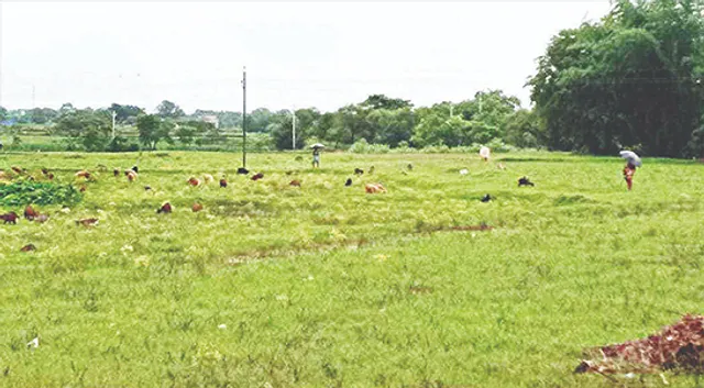 ବିଲରେ ତଳି ପଡ଼ିନି, ଏପଟେ ଧାନ ସଂଗ୍ରହ ପାଇଁ ପଞ୍ଜୀକରଣ