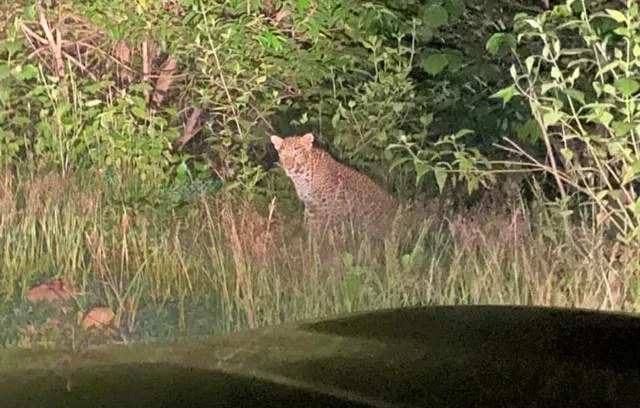 ରାସ୍ତାକଡ଼ରେ ଲୁଚିଛି କଲରାପତରିଆ, କାର୍‌ରେ ଥାଇ ଫଟୋ ଉଠାଇଲେ ଲୋକେ