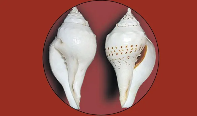 ଜୀବନ-ମନ୍ତ୍ର: ଶଙ୍ଖର ନାମ ପଞ୍ଚଜନ୍ୟ