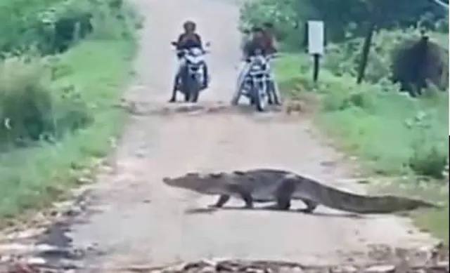 ପ୍ରବଳ ବର୍ଷା ପରେ ଲୋକଙ୍କ ଘରେ ପଶୁଛି କୁମ୍ଭୀର