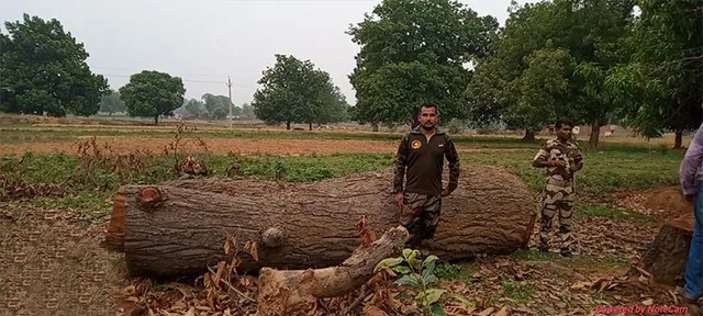 ବନବିଭାଗ ଚଢ଼ାଉ, ୪ ଗିରଫ, ଶାଗୁଆନ କାଠ ଜବତ