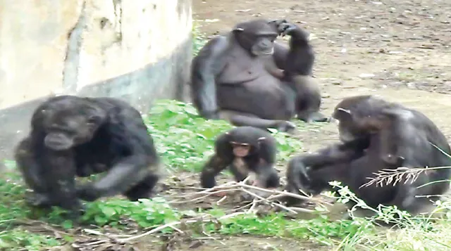 ନନ୍ଦନକାନନରେ ବଢ଼ୁଛି ସିମ୍ପାଞ୍ଜି ବଂଶ, ୨୮ ବର୍ଷରେ ୨ରୁ ୧୩