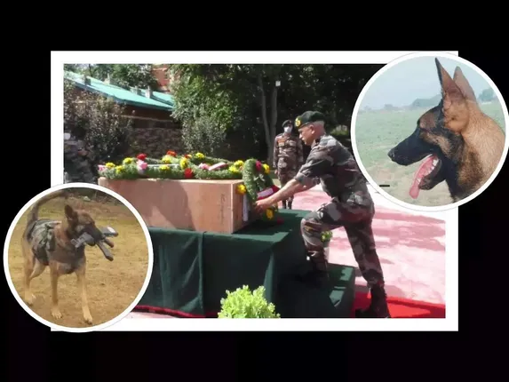 ଆତଙ୍କବାଦୀଙ୍କ ଗୁଳିର ଶିକାର ହୋଇ ଅନେକ ଯବାନଙ୍କ ଜୀବନ ବଞ୍ଚାଇଦେଲା ସେନାବାହିନୀର କୁକୁର 'ଆକ୍ସେଲ'