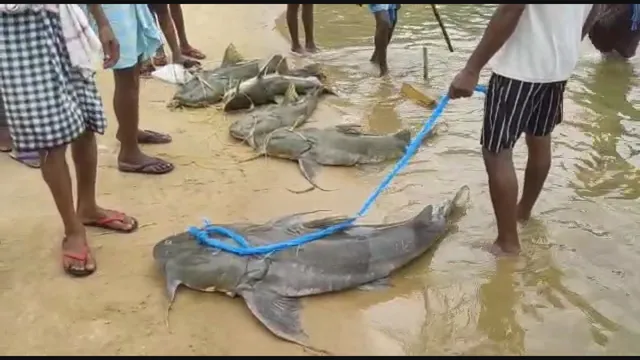 ରସୁଲପୁର: ଖରସ୍ରୋତା ନଦୀରୁ ଧରାପଡ଼ିଲେ ୬ଟି ବଡ଼ ବଡ଼ ବିରଳ ପ୍ରଜାତିର ମାଛ