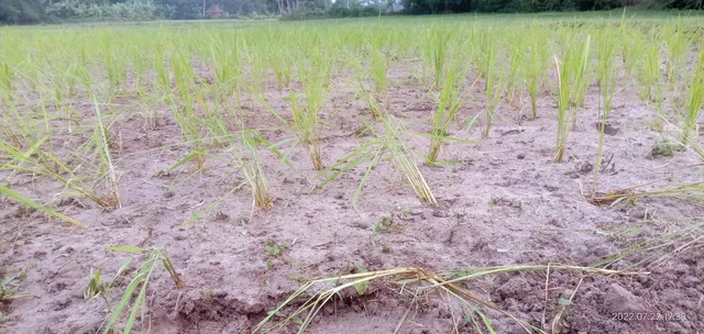 ନିଅଣ୍ଟିଆ ବର୍ଷା, କେନାଲରେ ଆସୁନି ପାଣି