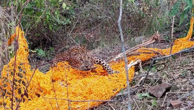 ଆଜି ଅନ୍ତର୍ଜାତୀୟ ବାଘ ଦିବସ, ଘୁମୁସର ବନଖଣ୍ଡରେ ନାହାନ୍ତି ମହାବଳ ବାଘ