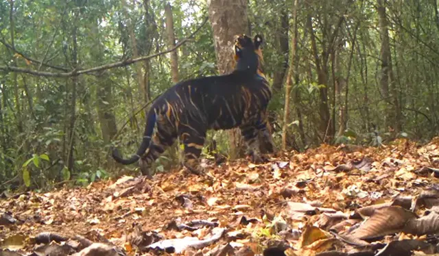 ଶିମିଳିପାଳ ଜାତୀୟ ଉଦ୍ୟାନରେ ନିଜ ଇଲାକାର ସୀମାରେ ଚିହ୍ନ ଦେଉଛି କଳା ମହାବଳ ବାଘ