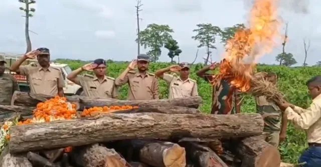 ଭାରତର ସବୁଠାରୁ ବୟସ୍କ ମହାବଳ ବାଘ ‘ରାଜା‘ର ମୃତ୍ୟୁ