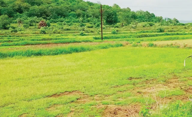 ସ୍ୱଳ୍ପ ବୃଷ୍ଟିପାତ, ଶୁଖିଲା କେନାଲରେ ଭର୍ତ୍ତି ହୋଇଛି ଅନାବନା ଗଛ, ନରସିଂହପୁରରେ ଗଜା ମରୁଡ଼ି ଆଶଙ୍କା