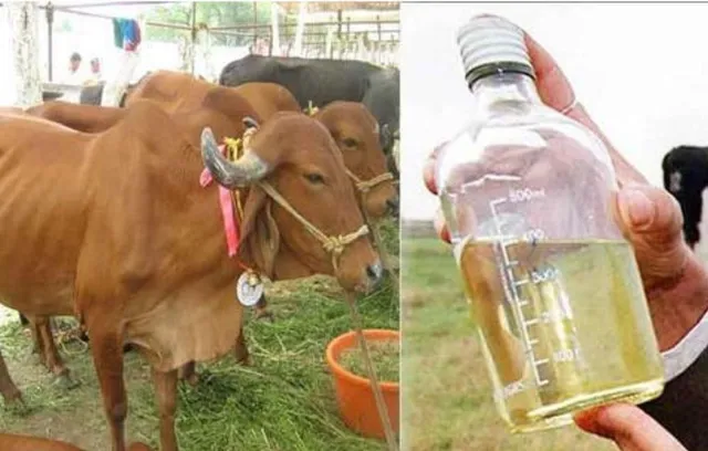 ଲିଟର ପିଛା ୪ ଟଙ୍କାରେ ଗୋମୂତ୍ର କିଣିବେ ସରକାର, ୨୮ ଜୁଲାଇରୁ ଆରମ୍ଭ ହେବ ଯୋଜନା