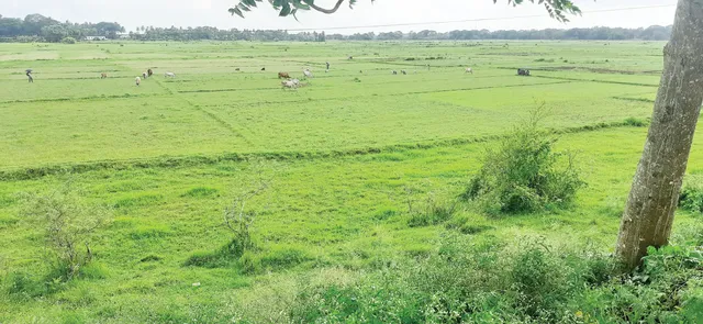 ଆଷାଢ଼ ସରିଲା; ଜମି ପଡ଼ିଆ