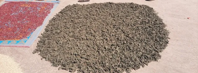 ଗଞ୍ଜେଇ ଅମଳ ସମୟ, ମାଫିଆଙ୍କ ଭିଡ ଜମୁଛି ପୁଲିସର ନିଦ ହଜିଯାଇଛି