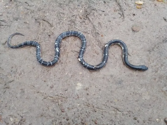 ସାପ କାମୁଡ଼ାରେ ଦୁଇଜଣ ମୃତ