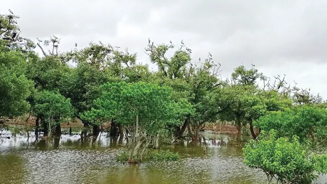 ମୌସୁମୀ ଆସିଲା: ଆସିଲେ ଦେଶୀୟ ପକ୍ଷୀ, ଭିତରକନିକାରେ ୭୦ ହଜାର ପକ୍ଷୀଙ୍କ ଭିଡ଼