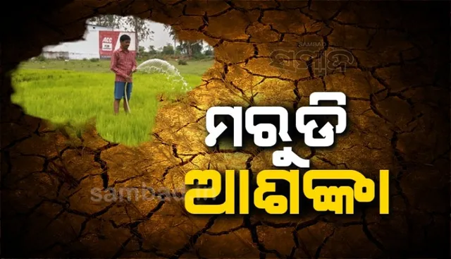 ଆବଶ୍ୟକଠୁ କମ୍ ବର୍ଷା: ଶ୍ରାବଣରେ ବୈଶାଖର ତାତି, ଚନ୍ଦାହାଣ୍ଡିରେ ମରୁଡି ଆଶଙ୍କା 