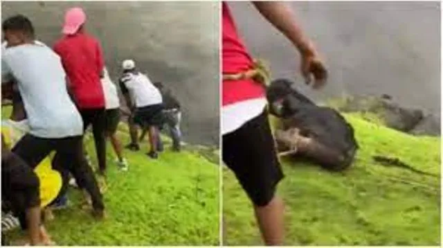 ଗାଈର ଜୀବନ ବଞ୍ଚାଇବାକୁ ଯାଇ ନିଜ ଜୀବନକୁ ବାଜି ଲଗାଇଲେ ଯୁବକ; ଭାଇରାଲ ହେଲା ଭିଡିଓ