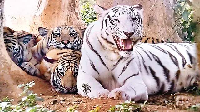 ହିଂସ୍ର ହେବେ ଚିଡ଼ିଆଖାନାରେ ଜନ୍ମିତ ବାଘ