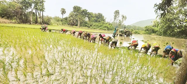 ଆଶ୍ବସ୍ତି ଆଣିଲା ଜୁଲାଇ ବର୍ଷା; ଧାନରୁଆ ତ୍ବରାନ୍ବିତ, ଅଗଷ୍ଟ ୧୫ ସୁଦ୍ଧା ଶେଷ କରିବାକୁ ଲକ୍ଷ୍ୟ