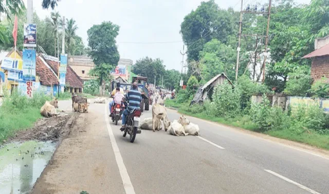 ବୁଲା ଗାଈଗୋରୁଙ୍କ ପାଇଁ ଖୋର୍ଦ୍ଧା-ବଲାଙ୍ଗୀର ଜାତୀୟ ରାଜପଥରେ ବଢ଼ୁଛି ଟ୍ରାଫିକ୍‌ ସମସ୍ୟା