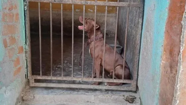 ଲକ୍ଷ୍ନୌରେ ବୃଦ୍ଧା ମାଲିକାଣୀକୁ କାମୁଡ଼ି ମାରିଥିବା ‘ପିଟ୍‌ବୁଲ୍‌’ କୁକୁରକୁ ନେଇ ପୋଷିବାକୁ ସାଧାରଣ ଲୋକେ ଓ ‘ଏନ୍‌ଜିଓ’ ଆଗ୍ରହୀ