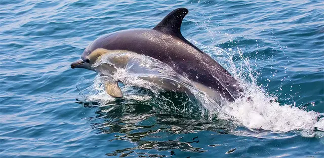 ସୁନାପୁର ବେଳାଭୂମିରେ ମୃତ ଡଲ୍‌ଫିନ