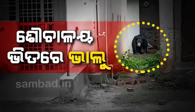 ଲଗାଣ ବର୍ଷା ଯୋଗୁଁ ଶୌଚାଳୟ ଭିତରେ ଆଶ୍ରୟ ନେଇଥିଲେ ୨ ଭାଲୁ, ଜନଗହଳି ଦେଖି ଜଙ୍ଗଲ ମୁହାଁ ହେଲେ! 