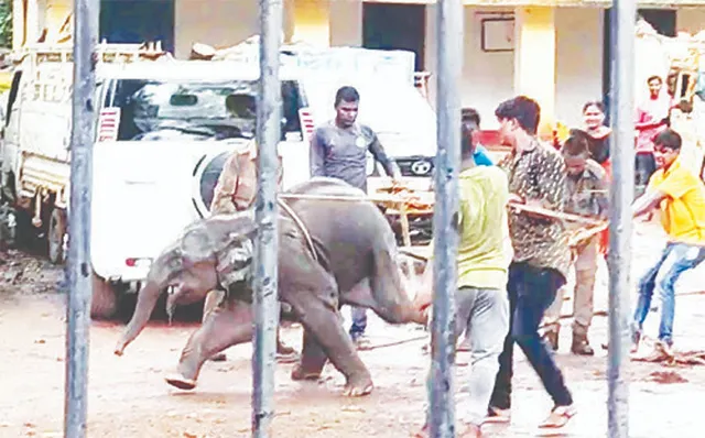 ୨୦ ଘଣ୍ଟାର ଅପରେସନ ପରେ ହାତୀଶାବକ ଉଦ୍ଧାର