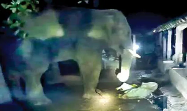 ଖାଦ୍ୟ ଭାବି ବିଷ ଖାଇଦେଲା ଦନ୍ତା